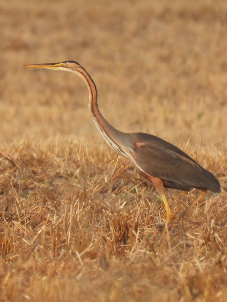Purple heron, standing in a harvested field.