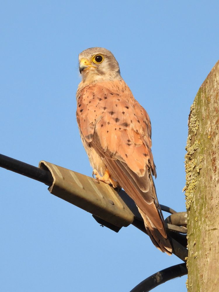 Kestrel sitting on a power line. Looking over its shoulders. Blue sky in the background.