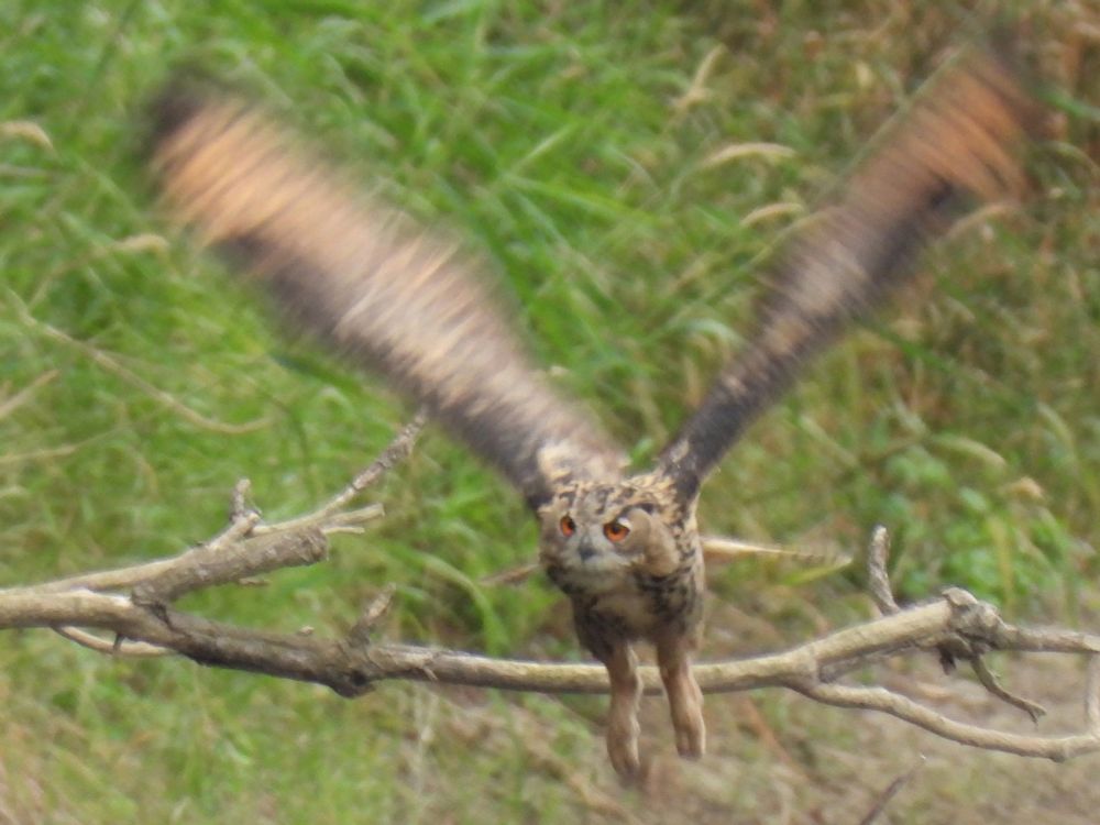 Eagle owl, taking off from a branch. Wings are blurred