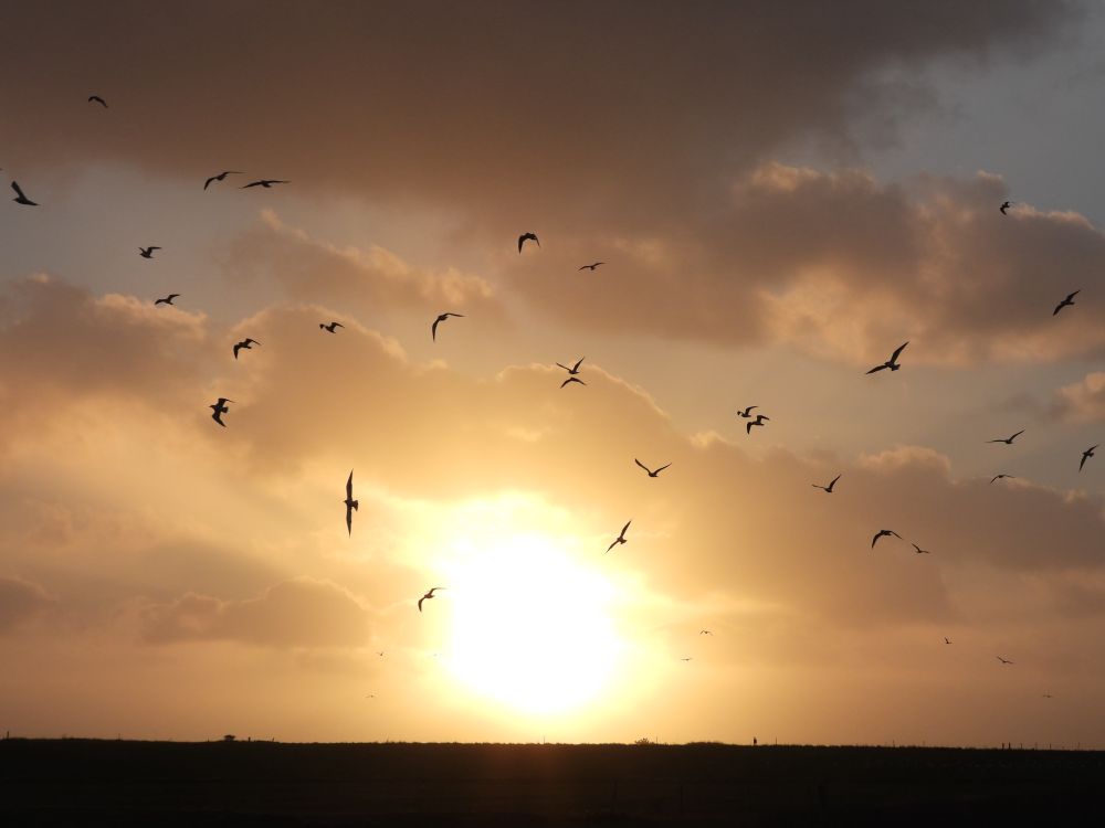 Sun setting behind a flat landscape. Cloudy sky. A flock of gulls is scattered throughout the picture.