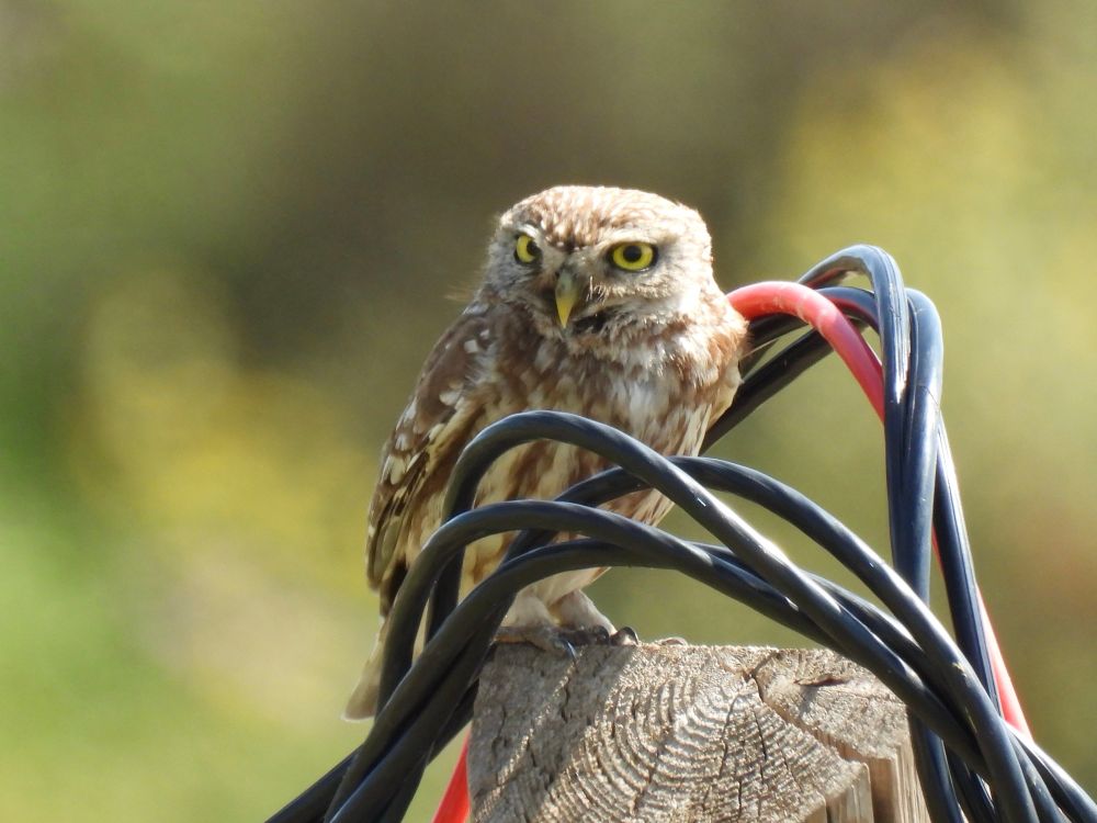 Little owl on a wooden pole. Surrounded by wires. Blurred green background.