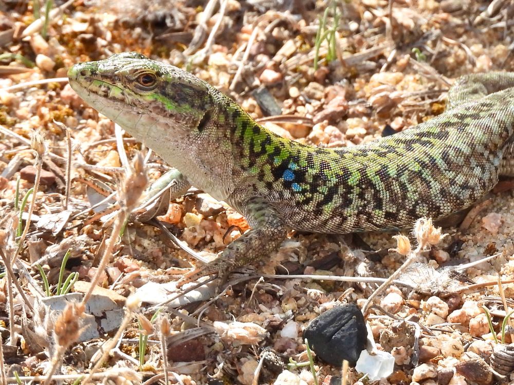 Head an upper body of a lizard. On its scaly back, patterns in light green and black are visible. Above its shoulder are three blue dots. Its head is erect from the ground. The eyes are amber-coloured. Sand with dry plants in the background.