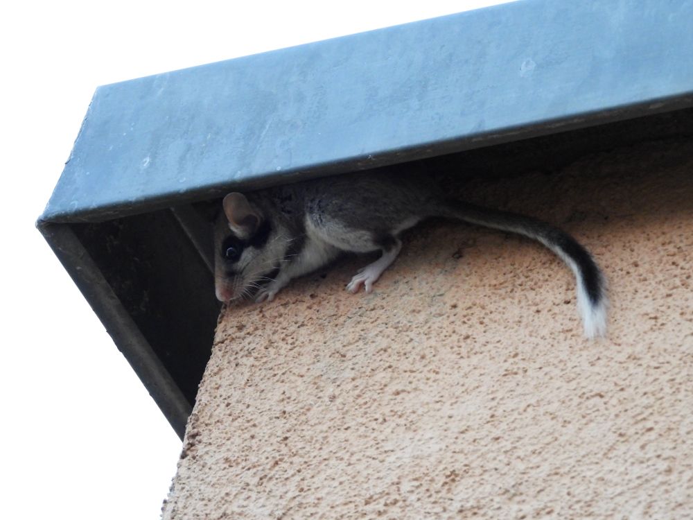 Garden dormouse sitting on a wall  under the roof. 