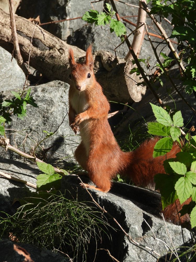 A red squirrel, standing upright on a stone. It is looking directly into the camera. The fur is red-brown. Its bushy tail is partly hidden behind some leaves.