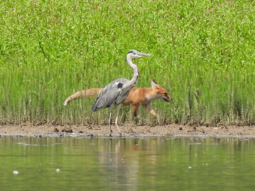 A red fox walks behind a heron, only some centimetres between them. On a muddy shore of a lake. Reeds in the background.
