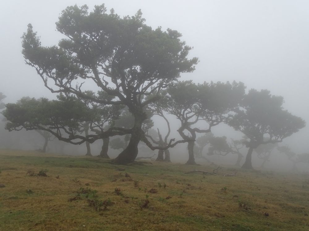 Das Bild zeigt alte, knorrige  Lorbeerbäume in einer Nebellandschaft. Einer sieht aus als hätte er die Arme ausgebreitet. Der Nebel verleiht dem Bild mystische Atmosphäre.