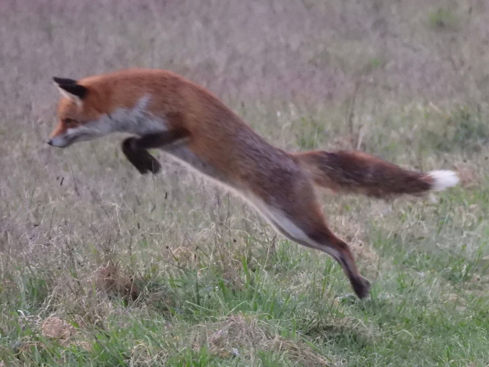 Red fox, photographed during a jump. 