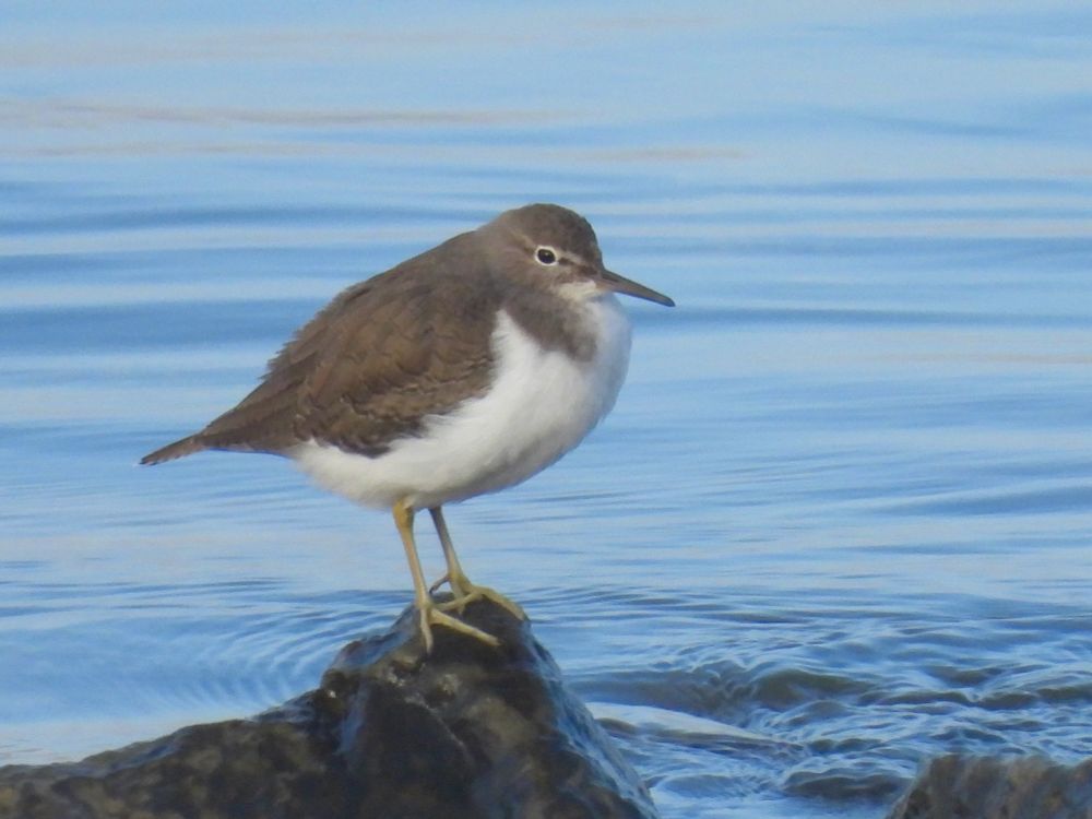 The image shows a wading bird standing on a rock near the water. The bird has a distinctive appearance with a white belly and chest, a brown back and head, and yellow legs. The background shows blue water with some ripples.
