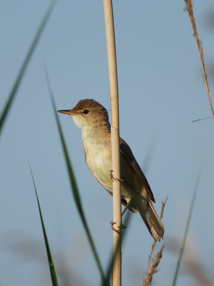 Brownish bird sitting on a reed. Looking to the left.