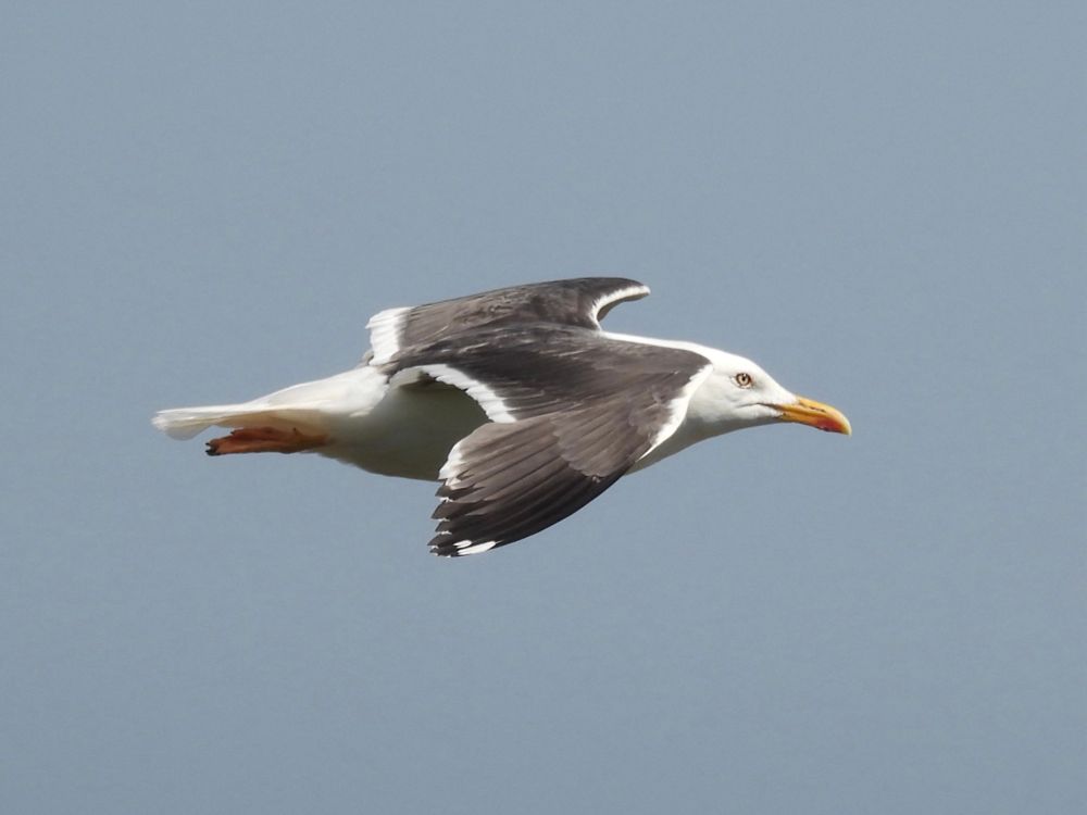 A lesser black-backed gull soars against a pale blue sky, pictured from the side. It has a white body and a dark grey back.