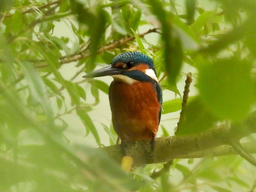 Kingfisher sitting in a tree . Green leaves which are out of focus in the foreground.