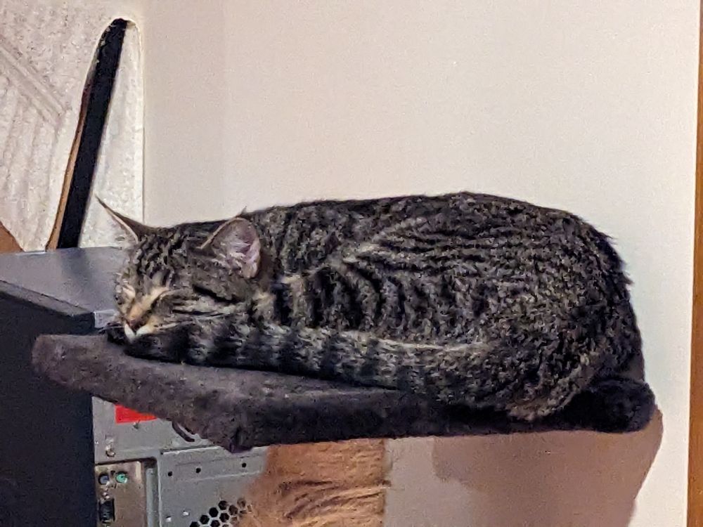 A cat sleeping: very flat
