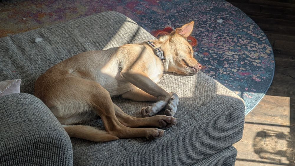 A dog sleeping hard on a couch in the sun