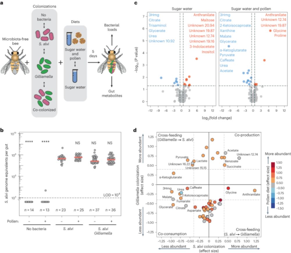 Host-derived organic acids enable gut colonization of the honey bee symbiont Snodgrassella alvi - Na...