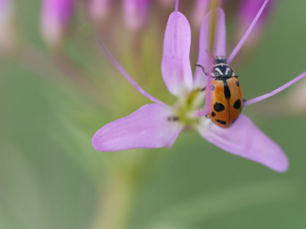 A boldly marked black and orange lady beetle on a rocky mountain bee plant. 