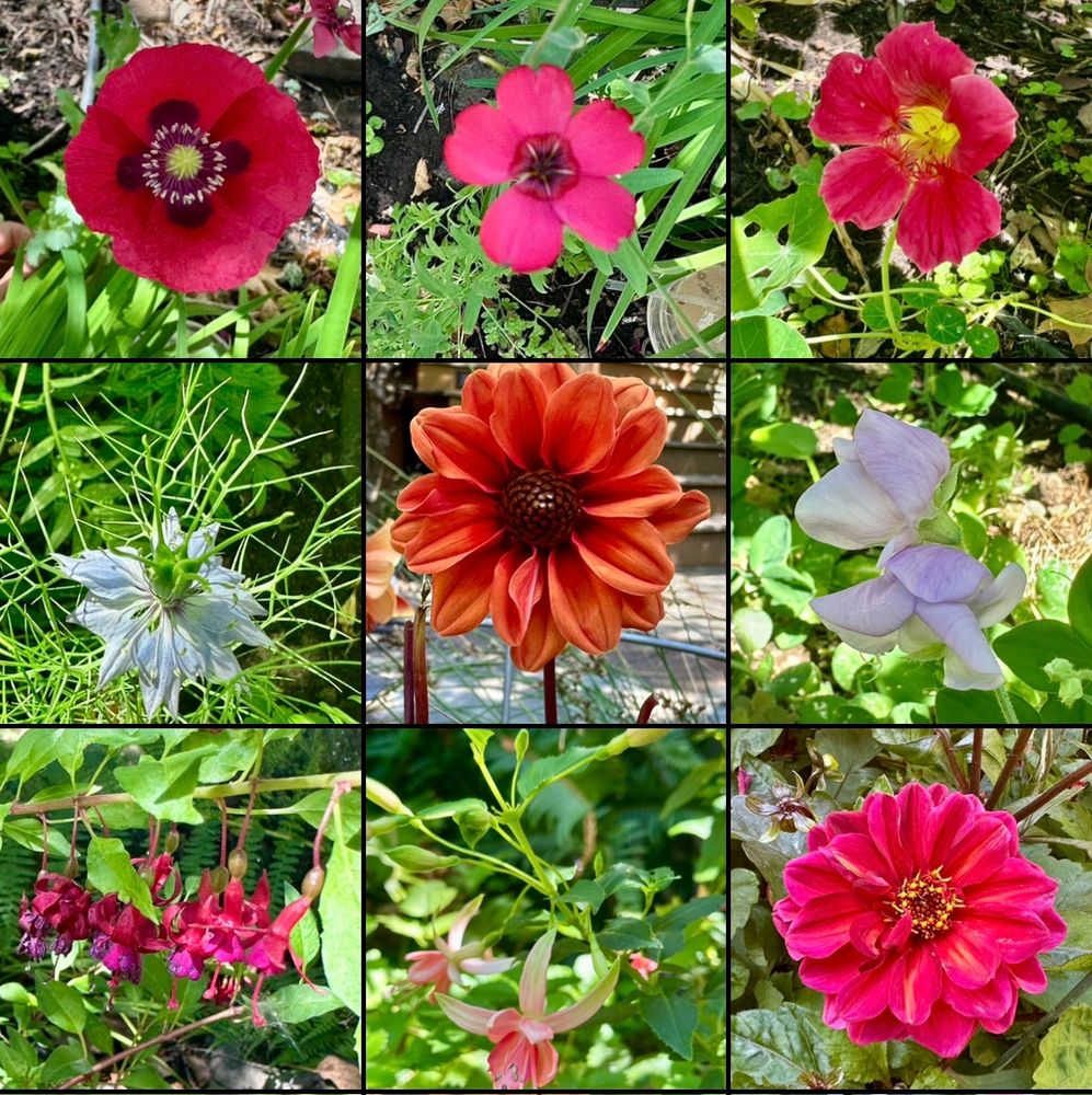 A grid of 9 photos of flowers, including dahlia, zinnia, fuschia, sweet pea, flax, poppy