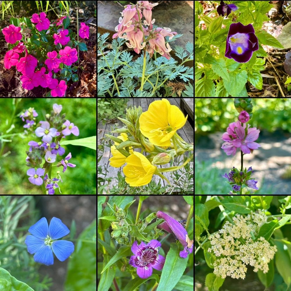 A grid of 9 photos of flowers, including native elderberry, bleeding heart, checkermallow, impatiens etc