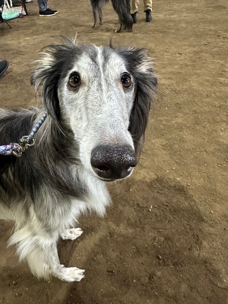 Caper the silver sable silken windhound dog pointing his black nose snoot at me just before his ring time 