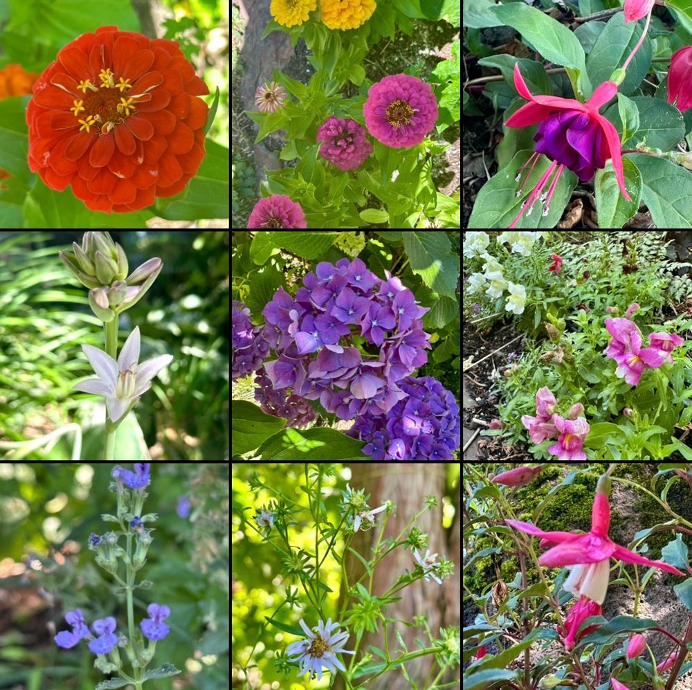 A grid of 9 photos of flowers, including zinnias, fuchsia, hosta, snapdragons, hydrangeas, catmint, Douglas aster