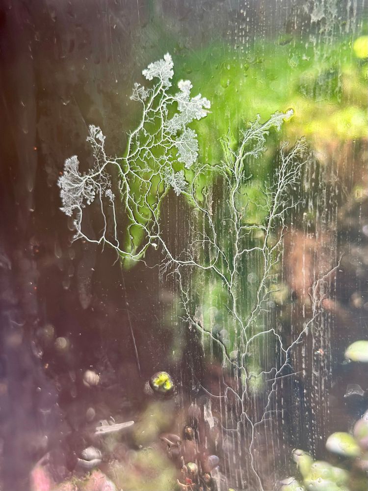 A close up of the slime mold plasmodium creeping up the terrarium wall. It’s white and has many fractal branches 