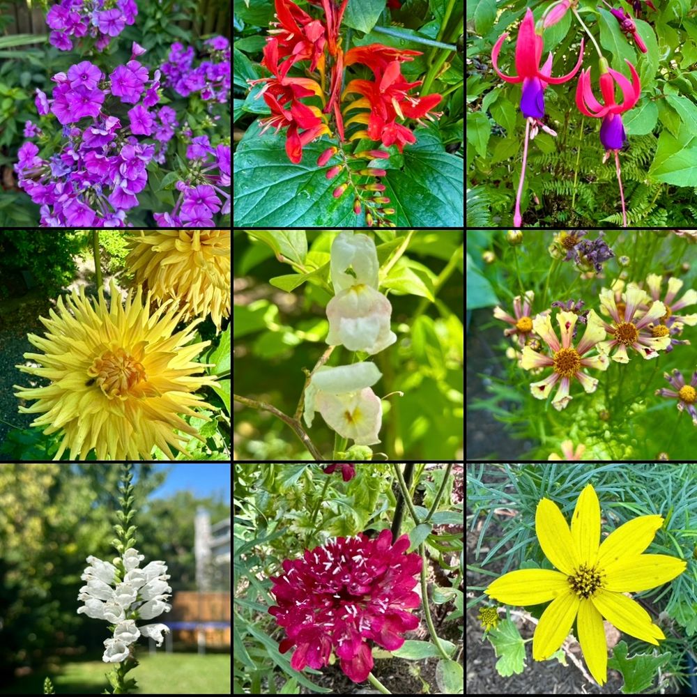 A grid of 9 photos of flowers, including phlox, crocosmia, dahlia, snapdragons, coreopsis I think, etc 