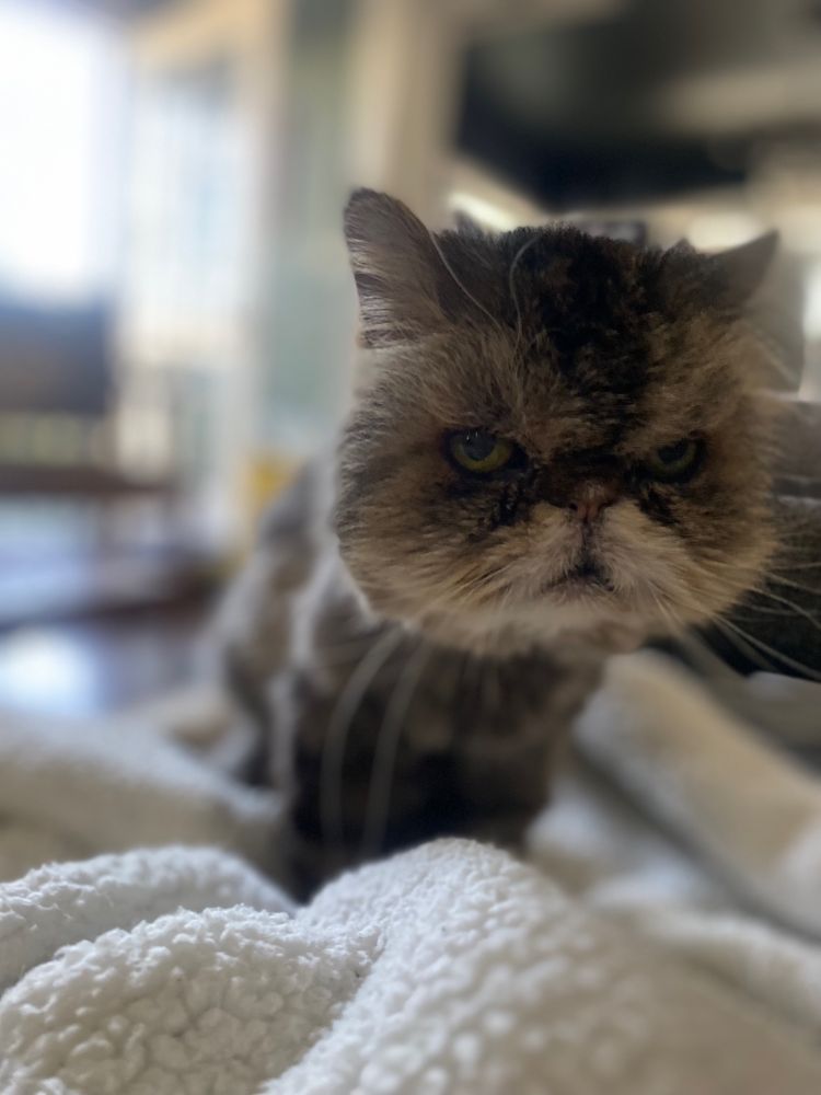 Flat faced brown elderly Persian car on a white blanket.