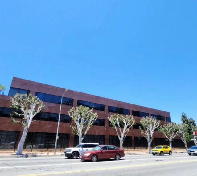Street outside of Universal with five trees cut down with hardly any leaves. Three cars pass in front of this sad sight. 