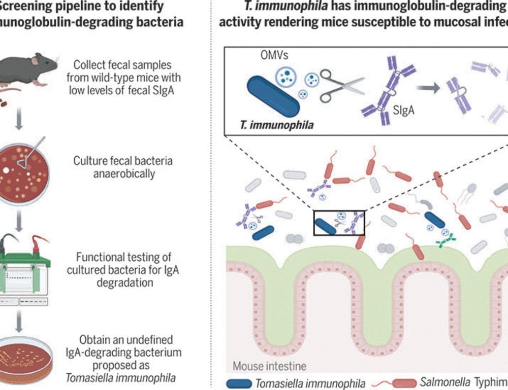 A host-adapted auxotrophic gut symbiont induces mucosal immunodeficiency