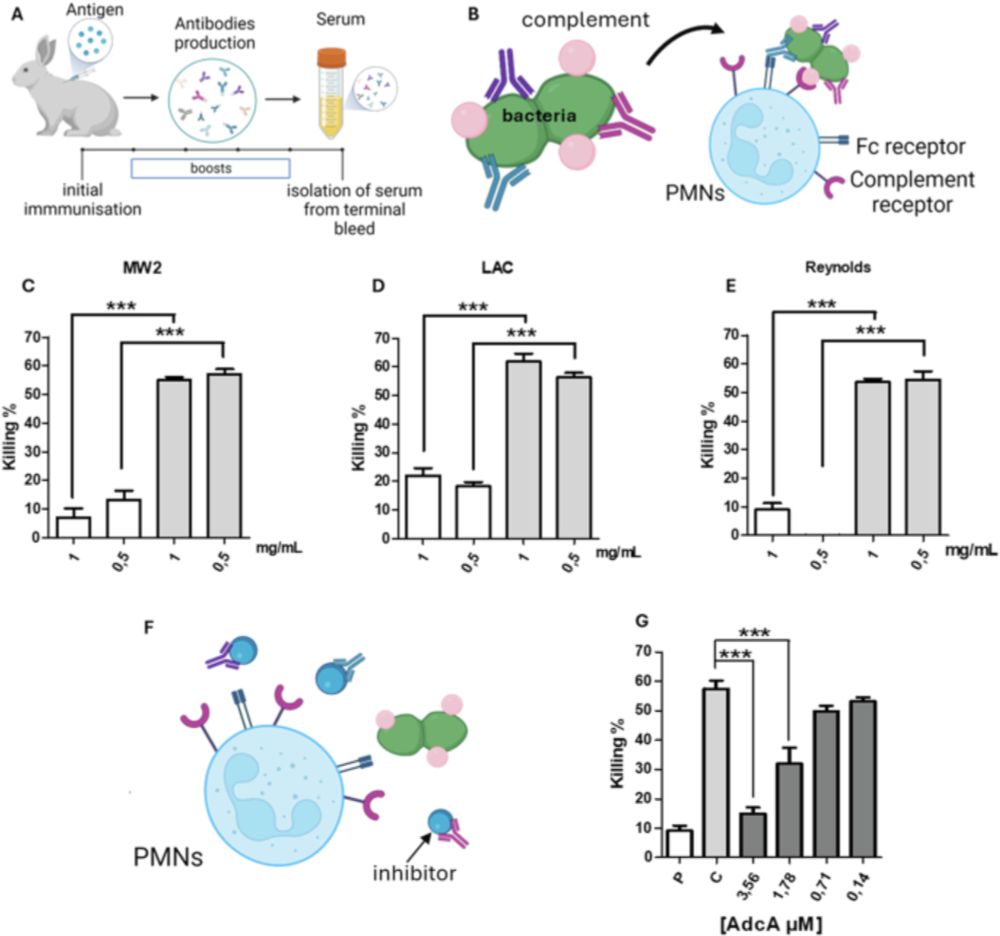 A rationally designed antigen elicits protective antibodies against multiple nosocomial Gram-positive pathogens - npj Vaccines