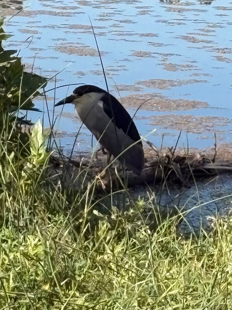 Is this the same bird? I saw it recently in Boulder and didn’t know what it was. Dark blue feathers on its back and a strange lone white plume/feather that stuck out on the back of its head. 