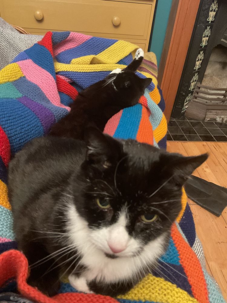 Two tuxedo cats lie on legs stretched out on a sofa. The background cat is stretched out in “paint me like one of your French girls” style. The foreground cat has his back to her and is visibly displeased. 