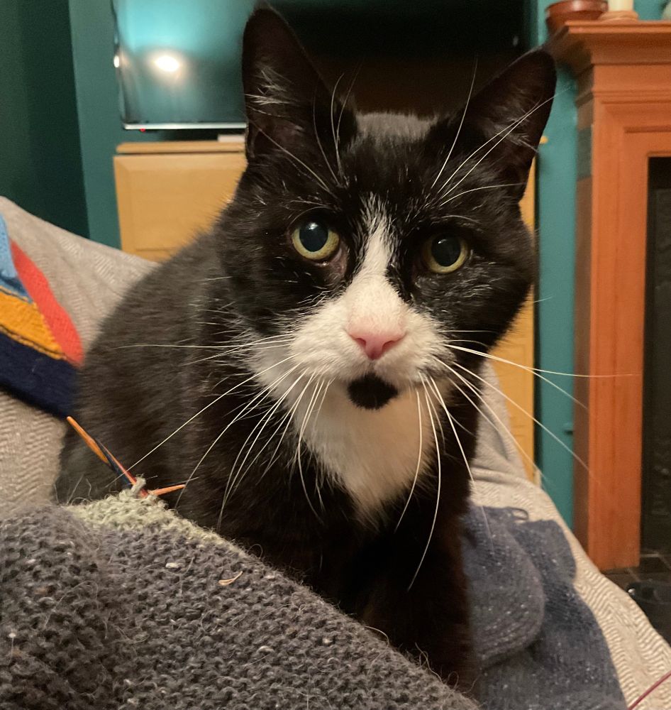  Black and white cat stares hard, sitting on human and log cabin knitting in progress