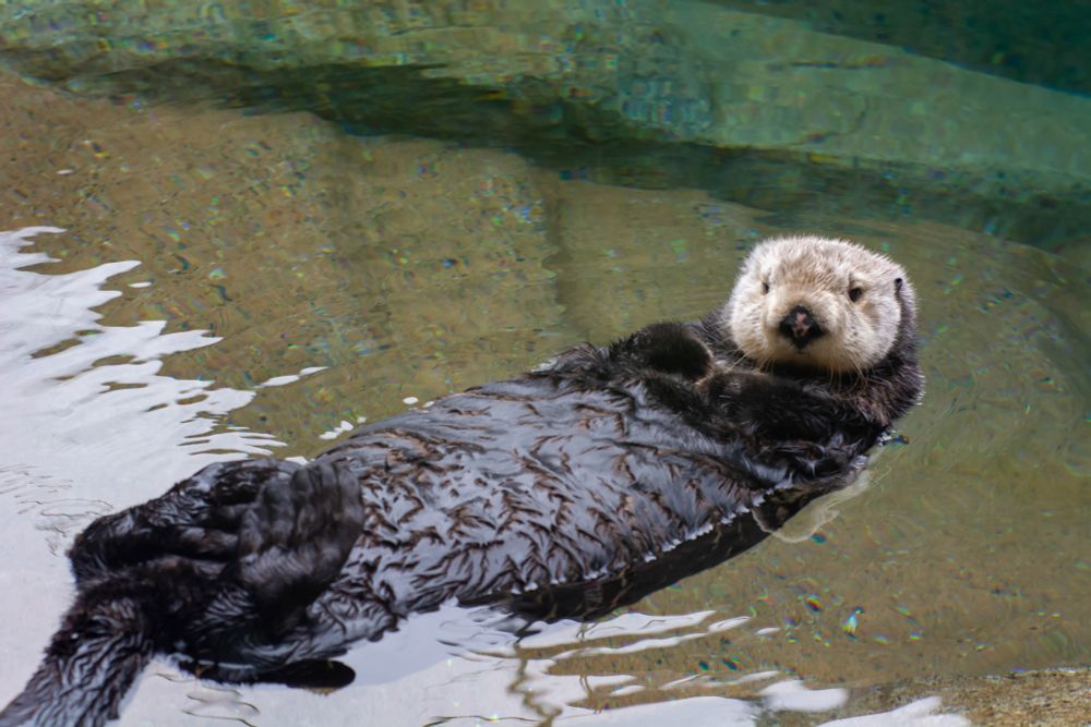 Sea otter resting 