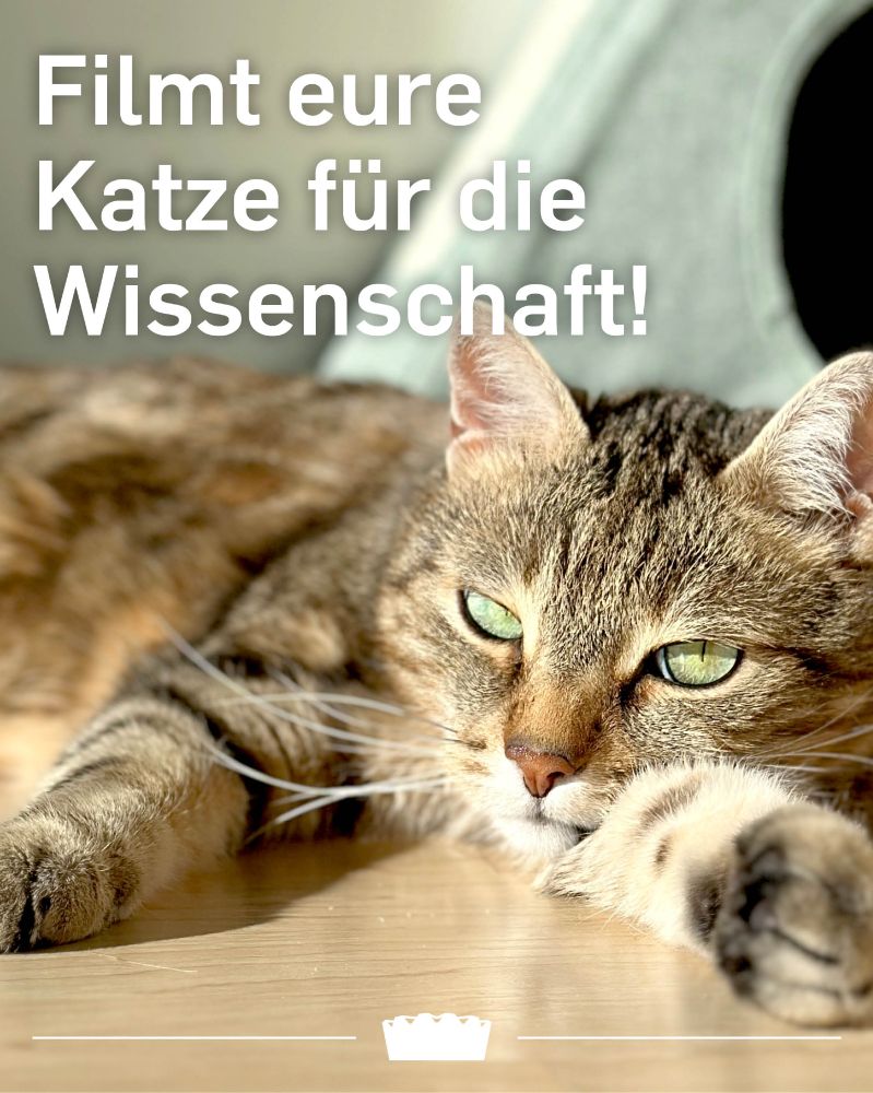 Foto einer Katze. Darauf weißer Text: Filmt eure Katze für die Wissenschaft!