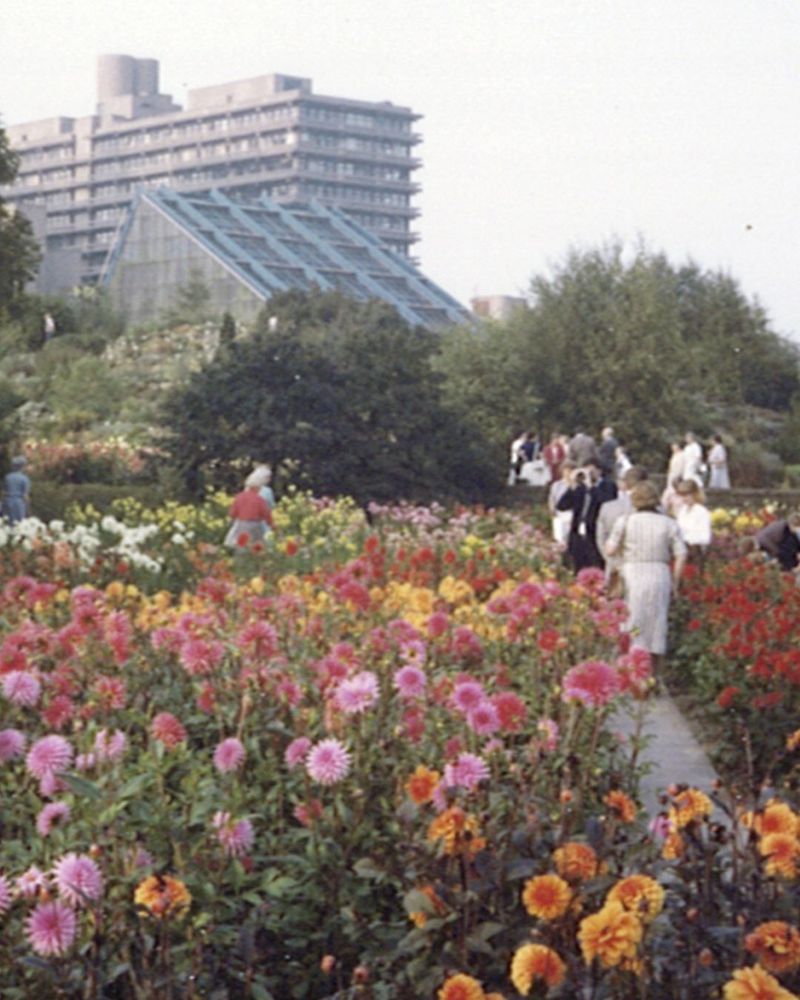 Prachtvolle Dahlien in verschiedenen Farben blühen im Botanischen Garten. Auf schmalen Pfaden wandeln Besucherinnen dazwischen umher.