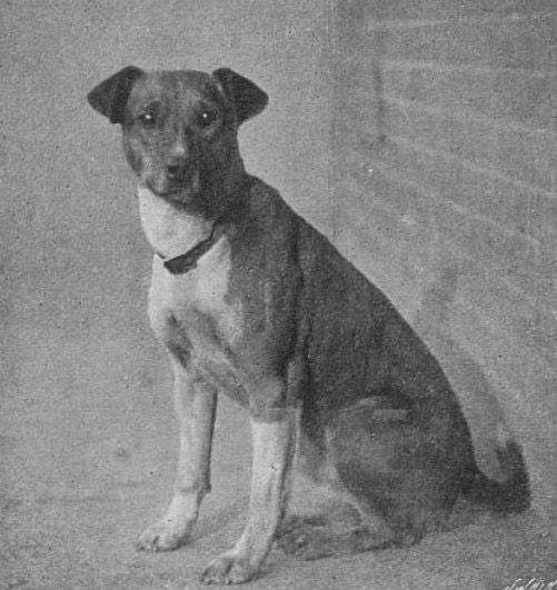 Photograph of Jack. 📸: Illustrated Sporting and Dramatic News, 25 January 1901.