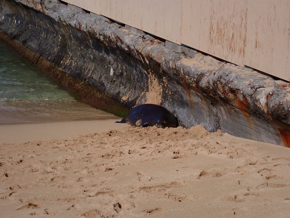 Monk seal sleeping on the beach next to a retaining wall