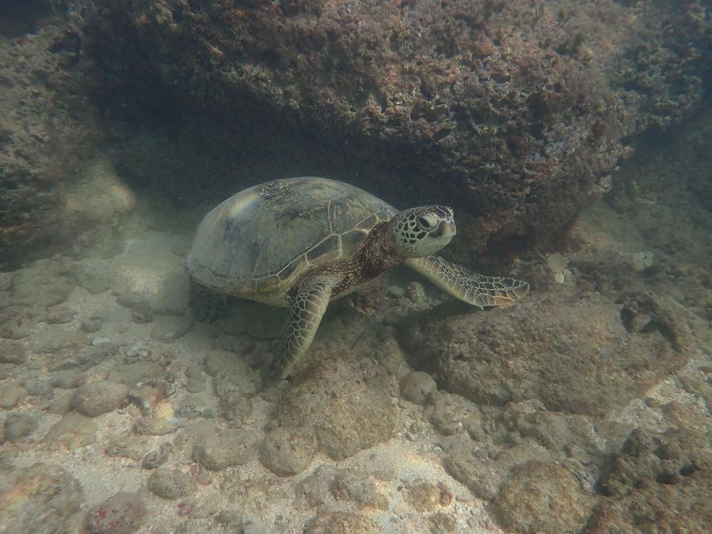 Green sea turtle sitting on bottom of ocean floor