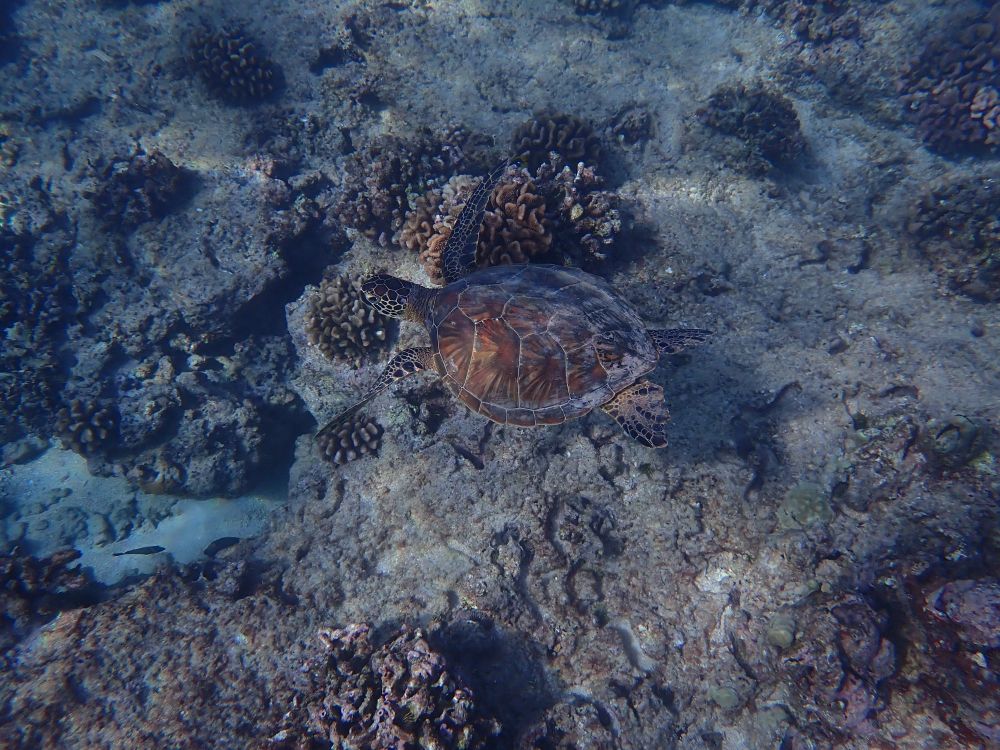 Small green seat turtle 