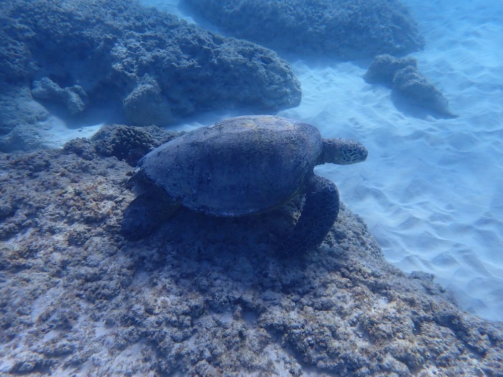 Large female green sea turtle