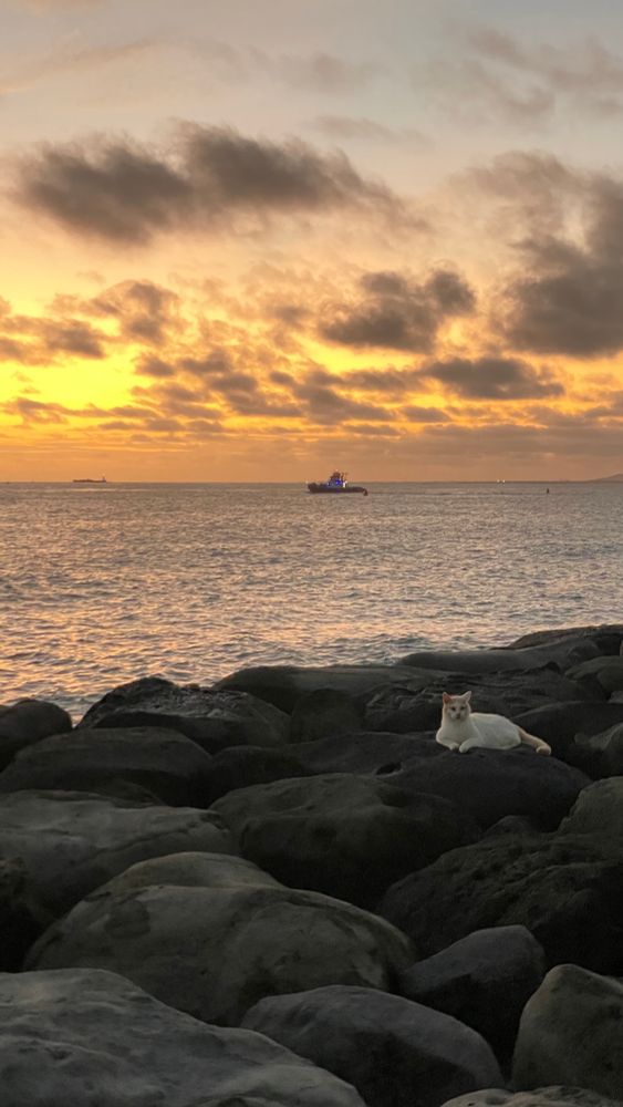 White cat lounging with tugboat and sunset in background 