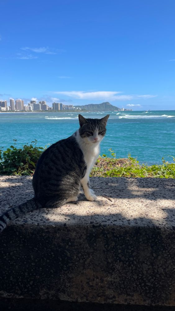 Cat with ocean and Diamond Head skyline in background