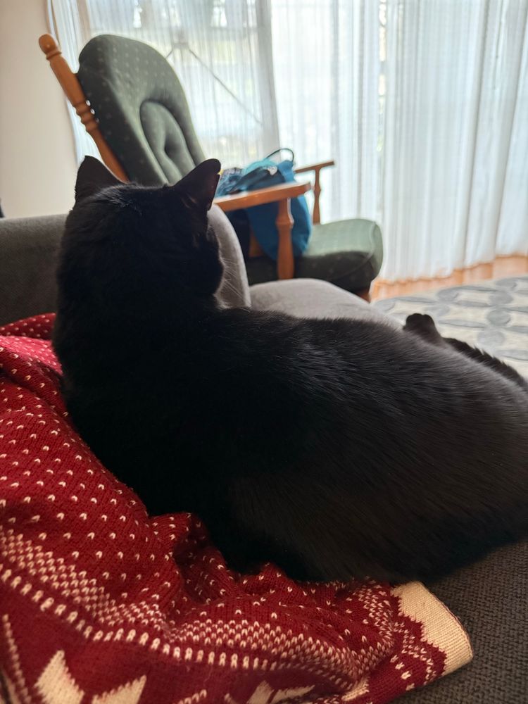 A black cat is laying on a red & white blanket on a couch. There is a slider door about five feet away from him and the curtains are slightly parted. He is watching outside through the part. (I could tell because he was watching cars go by.)