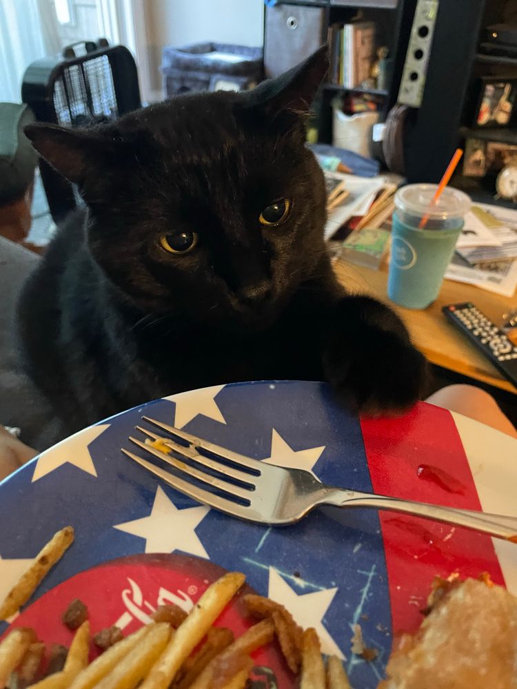 A black cat sits in front of a dinner plate holding a burger and French fries. His eyes are very big looking at the burger and his paw is outstretched resting on the edge of the plate.