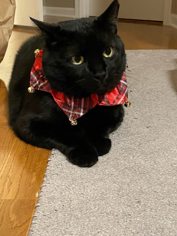 A black cat looking uncomfortable in a plaid collar with jingle bells on it.