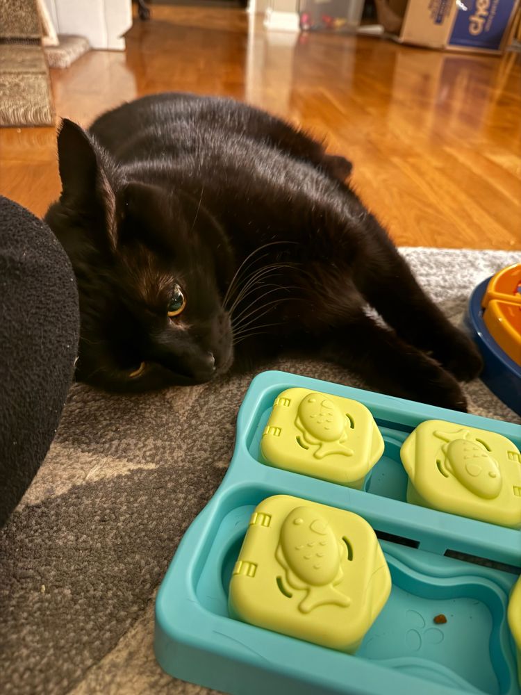 A black cat does a small snuggle on his human’s knee on the floor. A cat treat puzzle is in front of him.