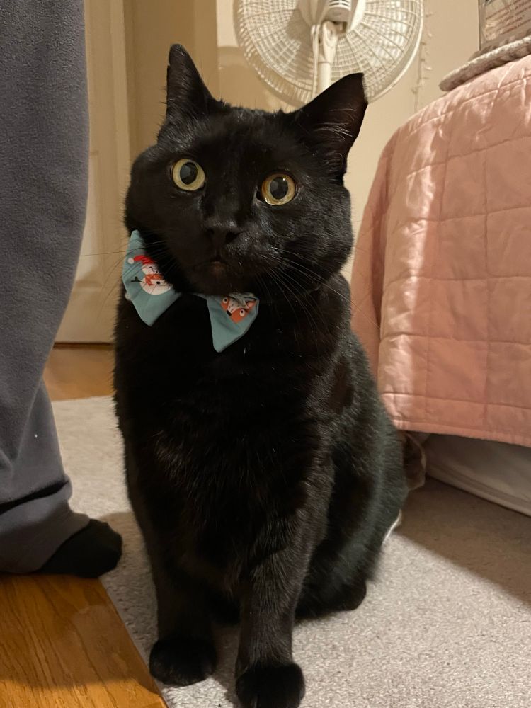 A black cat wearing a blue Christmas bow tie with a snowman and reindeer on it