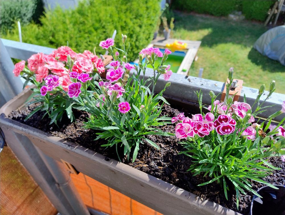 Ein Balkonkasten mit drei Sorten von Blumen.