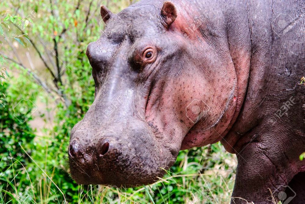 Photograph of the head of a live hippopotamus.
