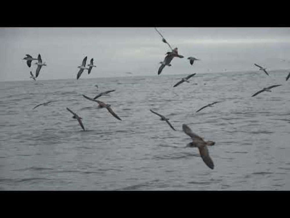 Streaked Shearwater, 23 June 2025, Miyako, Japan